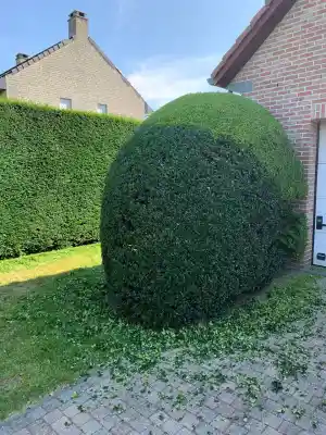 tuinaanleg-en-tuinonderhoud_rotselaar-werchter_Azhdari,_Tomaj_6.jpg