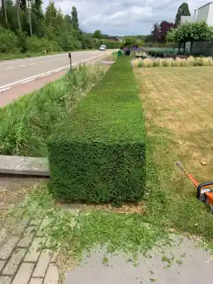 tuinaanleg-en-tuinonderhoud_rotselaar-werchter_Azhdari,_Tomaj_4.jpg
