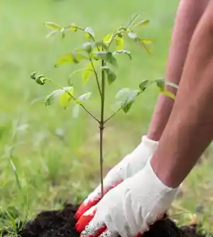 tuinaanleg-en-tuinonderhoud_antwerpen-merksem_groundforceworks_5.jpg