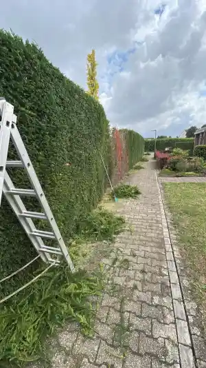 Heckenschnitt .jpg