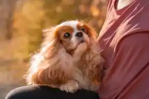 Hund-Mensch-Shooting im Ahrtal.jpg