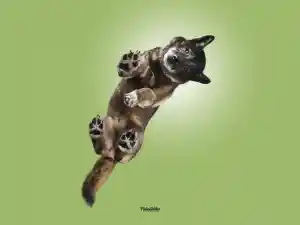 fotograf_hamm_PfotenFaktor_Tierfotografie_3.jpg