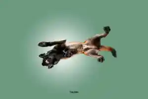 fotograf_hamm_PfotenFaktor_Tierfotografie_7.jpg