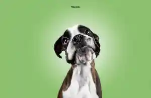 fotograf_hamm_PfotenFaktor_Tierfotografie_4.jpg