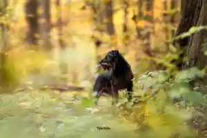 fotograf_hamm_PfotenFaktor_Tierfotografie_6.jpg