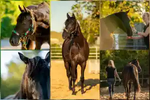 Fotoshoot met paard op locatie.jpg