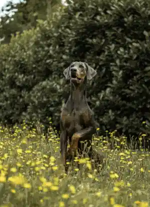 Dierenfotografie.jpg