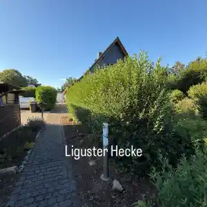 Liguster Hecke schneiden & entsorgen .jpg