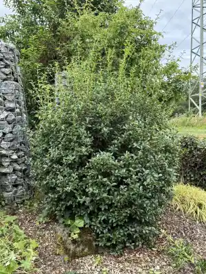gartner_ibbenb%C3%BCren_Sehlke&Grün_6.jpg