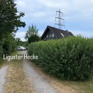 hausmeisterservice_ibbenb%C3%BCren_Sehlke&Grün_2.jpg