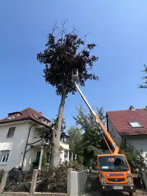 gartner_ludwigshafen-am-rhein_Gartenbau_Langknecht__3.jpg