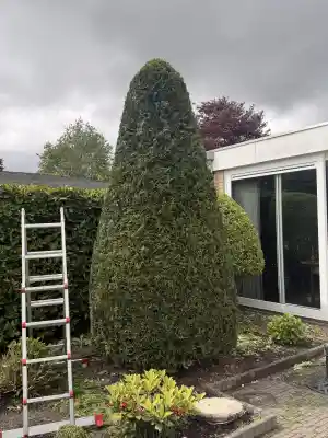 hovenier_obdam_Kip's_tuinonderhoud_7.jpg