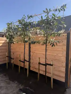 hovenier_obdam_Kip's_tuinonderhoud_6.jpg