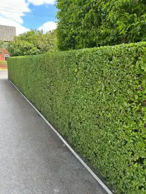 gartner_obertshausen_SAKAR_Hausmeister_&_Gartenservice_5.jpg