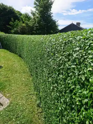 gartner_obertshausen_SAKAR_Hausmeister_&_Gartenservice_6.jpg