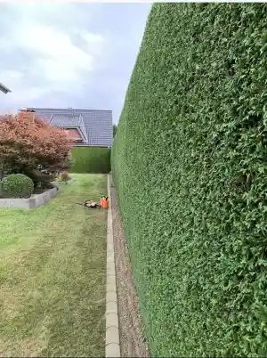gartner_obertshausen_SAKAR_Hausmeister_&_Gartenservice_7.jpg
