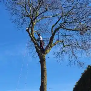 tuinaanleg-en-tuinonderhoud_sint-truiden-gelinden_boomservice_5.jpg