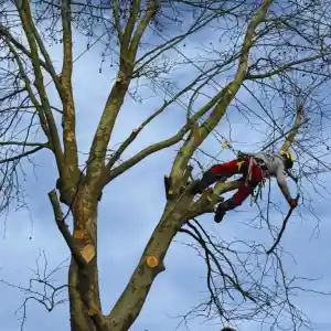 tuinaanleg-en-tuinonderhoud_sint-truiden-gelinden_boomservice_4.jpg