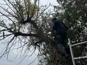 boomverzorging_breda_Geniuss_Green_Care_2.jpg