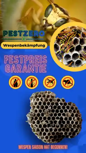 kammerjager_d%C3%BCsseldorf_Pestzero_2.jpg