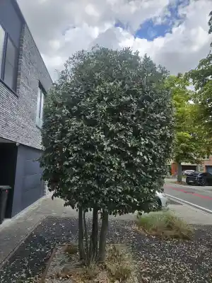 snoeien van een boom.jpg