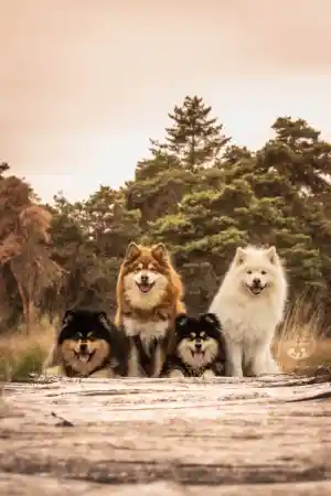 Fotoshoot op de heide met finse laphonden.jpg