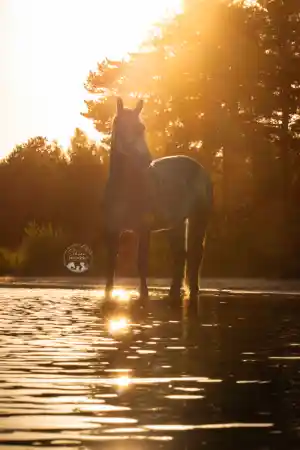 Golden hour fotoshoot met paard en ruiter .jpg