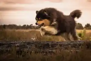 Fotoshoot op de heide met finse laphonden.jpg