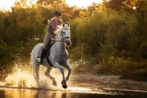 Golden hour fotoshoot met paard en ruiter .jpg
