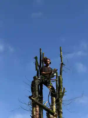 boomverzorging_gouda_Tarsam_Boomverzorging_3.jpg