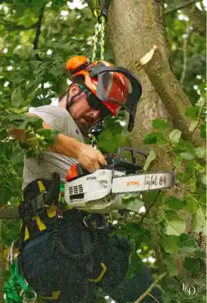 tuinaanleg-en-tuinonderhoud_flobecq_TreeFix_-_Boomverzorging_3.jpg