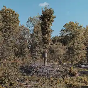 tuinaanleg-en-tuinonderhoud_flobecq_TreeFix_-_Boomverzorging_4.jpg