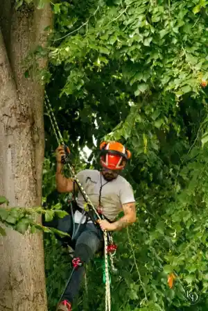 tuinaanleg-en-tuinonderhoud_flobecq_TreeFix_-_Boomverzorging_2.jpg