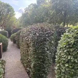 tuinaanleg-en-tuinonderhoud_hasselt-kuringen_Gemaaid_2.jpg