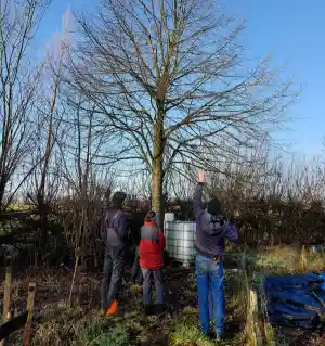 boomverzorging_wageningen_Broccoli_Boomzorg_6.jpg