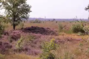 vastgoedmakelaar_essen_wonenaandegrens.nl_3.jpg