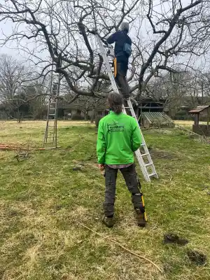 hovenier_nederweert-eind_Kluskens_Boomverzorging_2.jpg