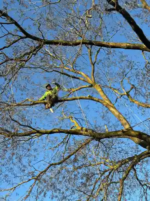 hovenier_nederweert-eind_Kluskens_Boomverzorging_3.jpg