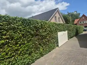 tuinaanleg-en-tuinonderhoud_peer_Tuinonderhoud_en_klussen_moors_peter_3.jpg