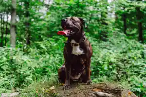 Outdoor Hunde-Shooting: Porträt & Action in der Natur.jpg