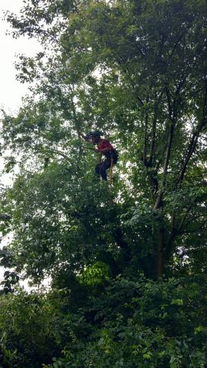 Jippe Jacobs Boomverzorging.jpg