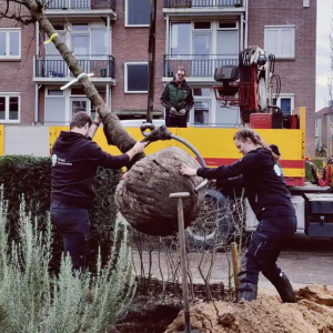 Treez Boomverzorging.jpg