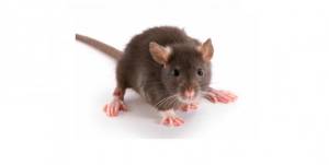 Das Ongediertebestrijding.jpg