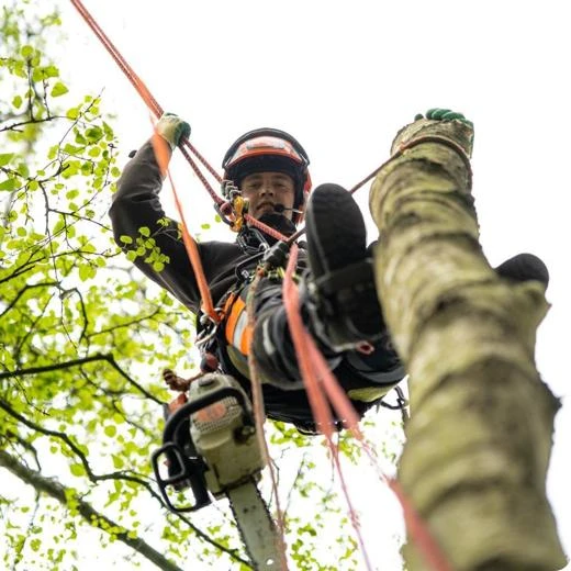 prins boom & landschap.jpg