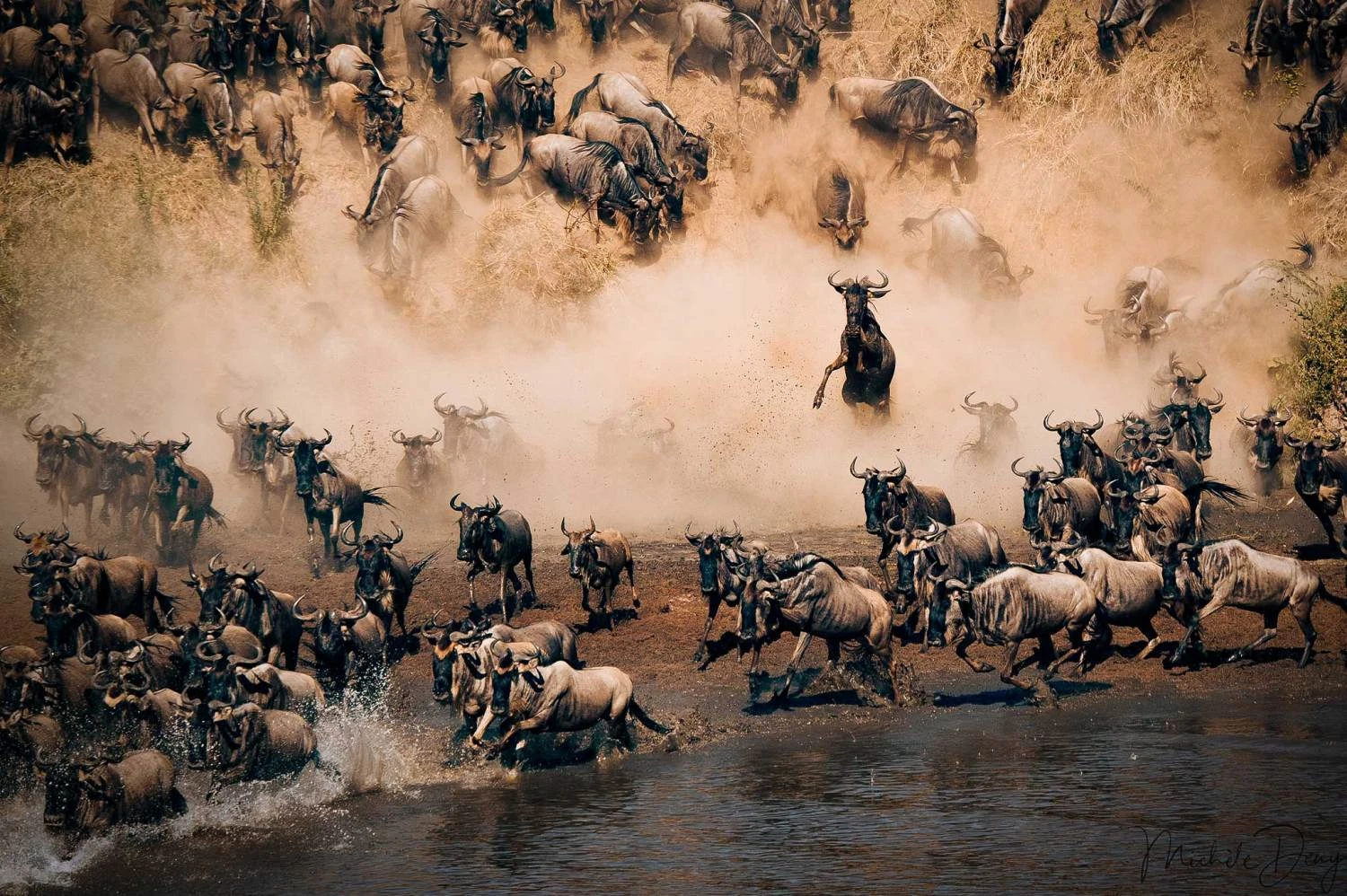 Atelier Africa Safaris.jpg
