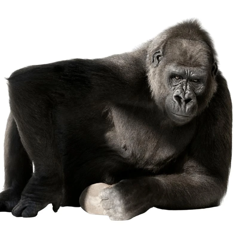 Webgorilla GmbH.jpg
