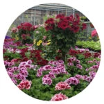 Gärtnerei Florian Brandner.jpg