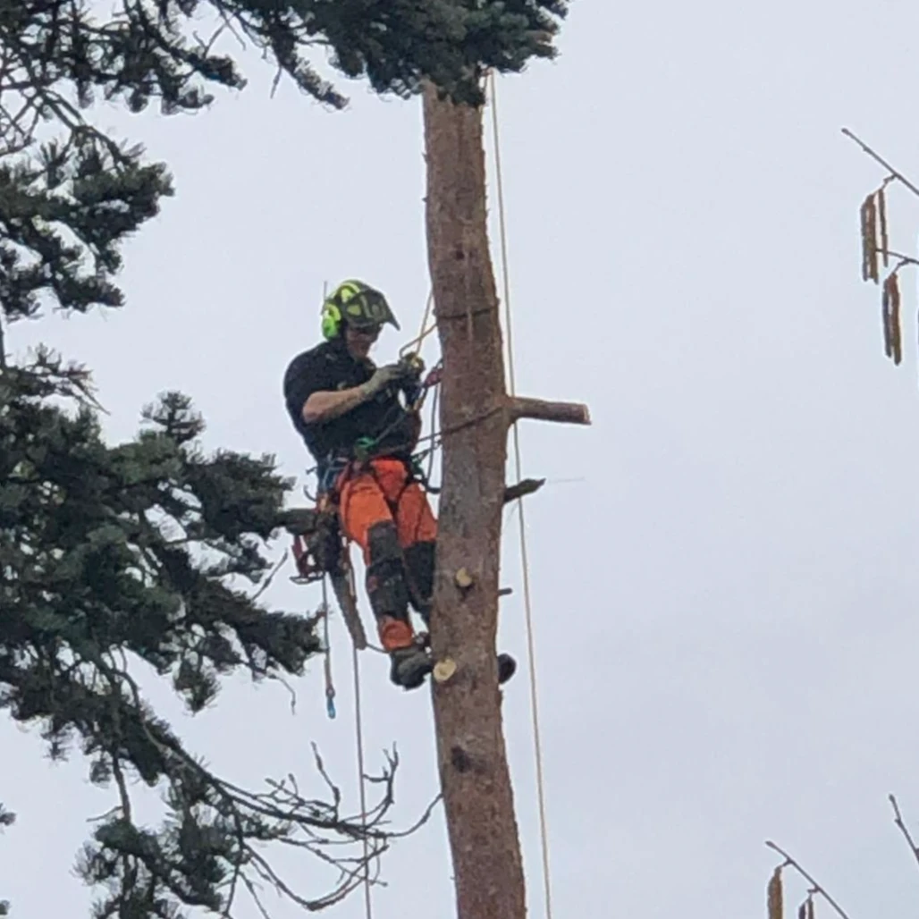 Baum und Gartendienst Schmidt.jpg