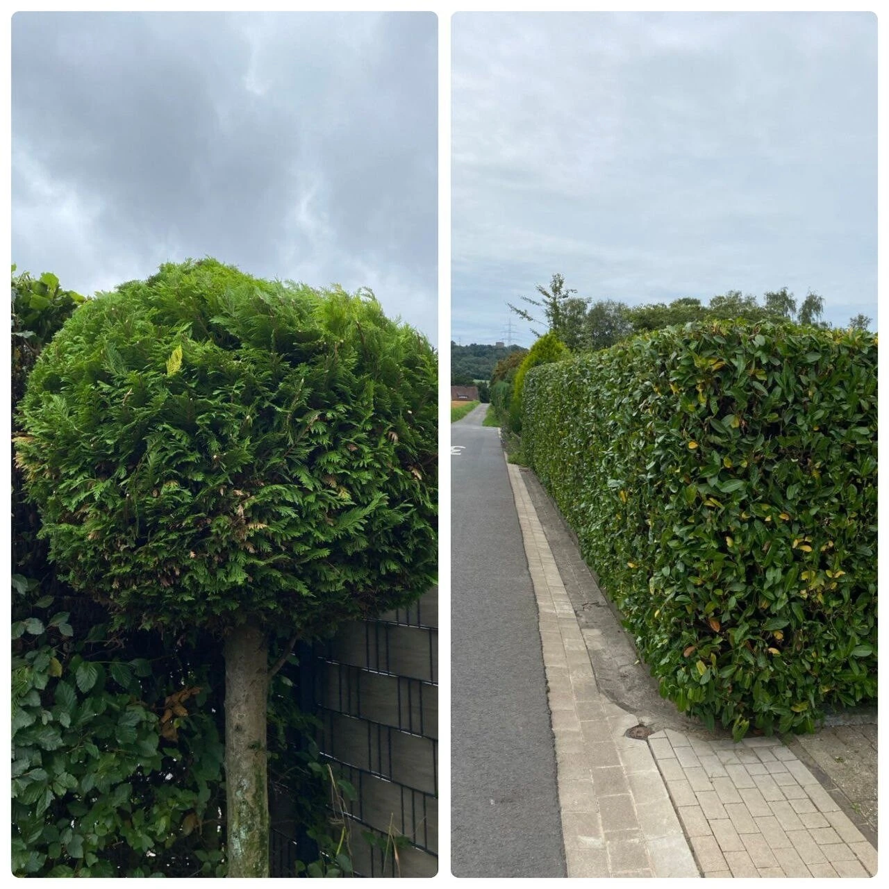 BlattGrün Gartenpflege inh. Kai Freiny.jpg