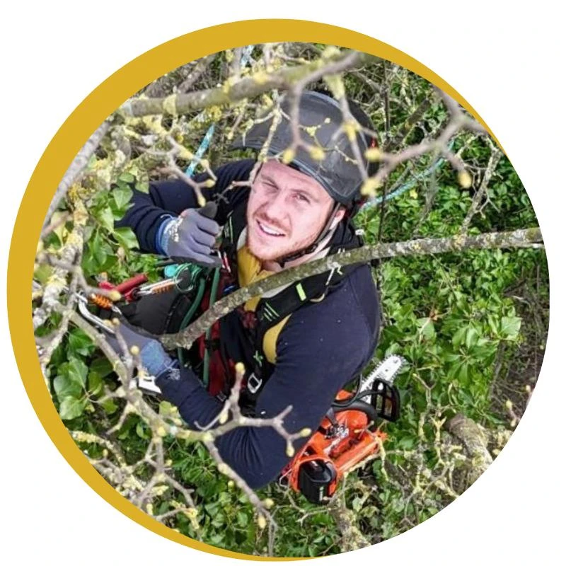 Lachmann Baumpflege.jpg